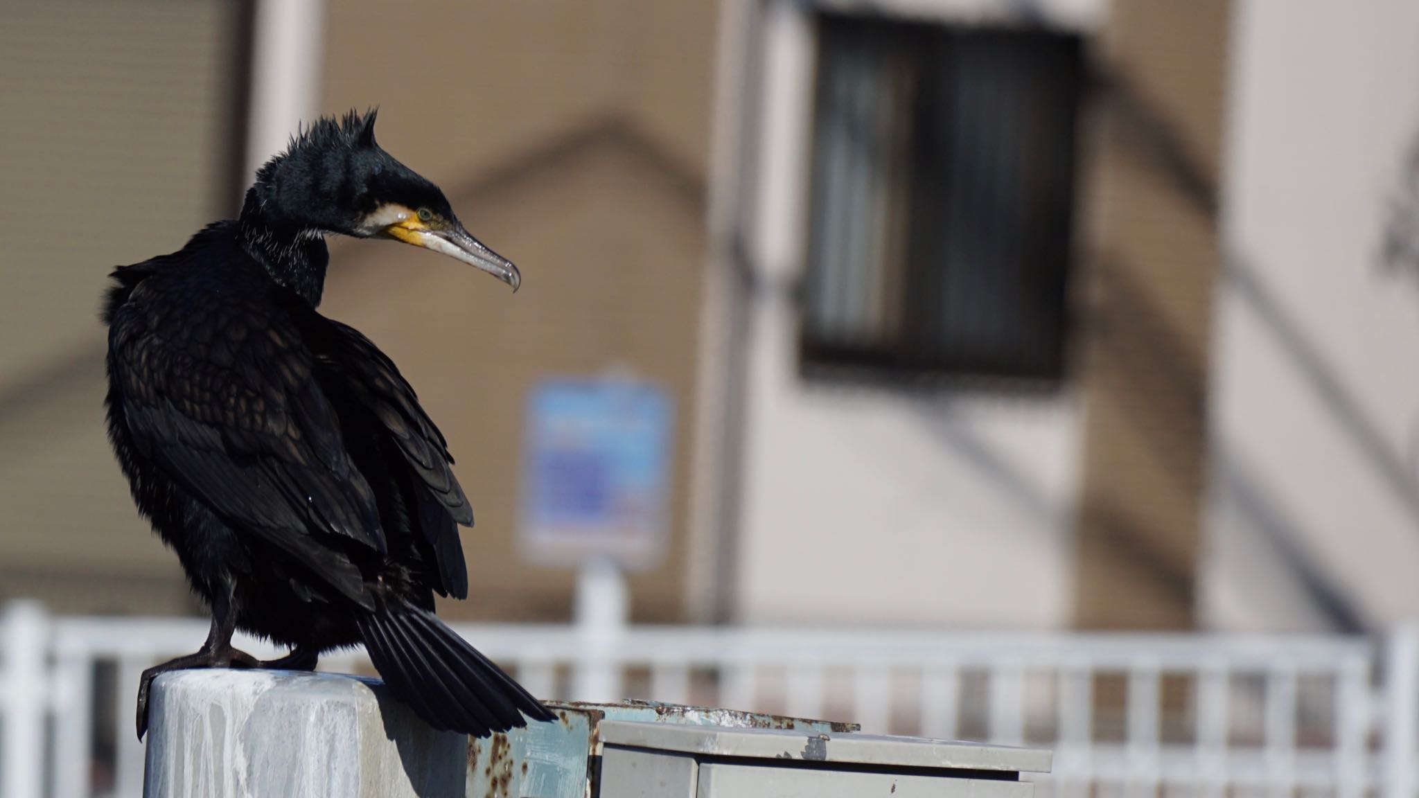 芝川第一調節池(芝川貯水池) カワウの写真 by ツピ太郎