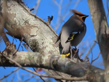 Bohemian Waxwing 岡山城周辺 Fri, 2/19/2021