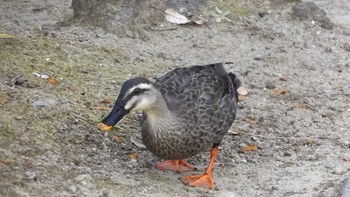 カルガモ 兵庫県伊丹市 緑ヶ丘公園 2017年1月7日(土)