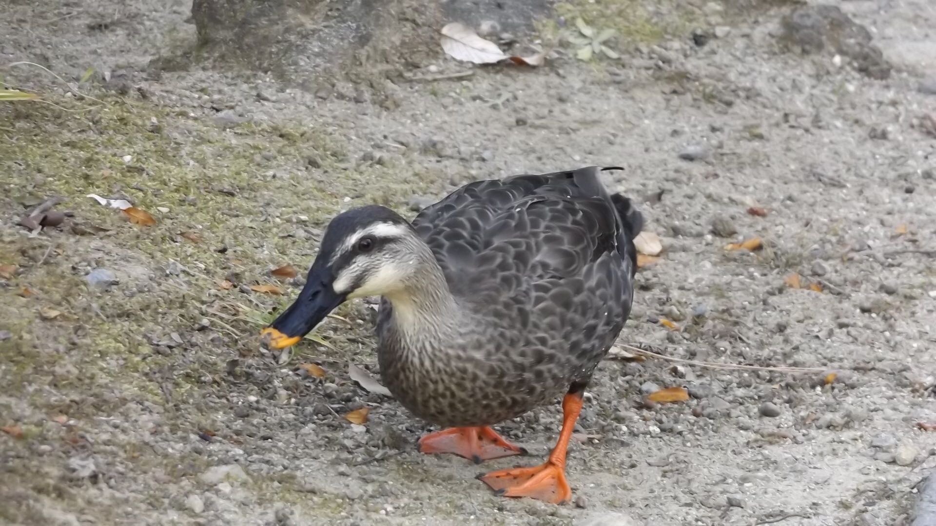 緑ヶ丘公園 カルガモ