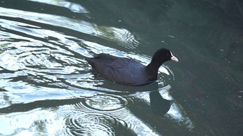 オオバン 芝川第一調節池(芝川貯水池) 2021年2月19日(金)