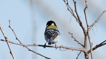 シジュウカラ 芝川第一調節池(芝川貯水池) 2021年2月19日(金)