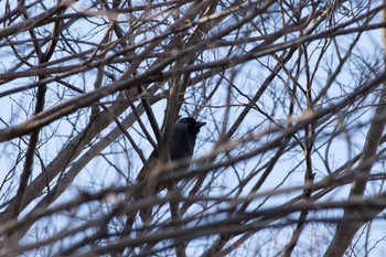 Daurian Jackdaw Unknown Spots Sat, 1/7/2017