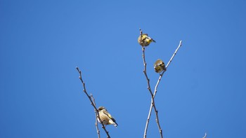 カワラヒワ 芝川第一調節池(芝川貯水池) 2021年2月19日(金)