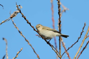 Common Chiffchaff Unknown Spots Sat, 1/7/2017