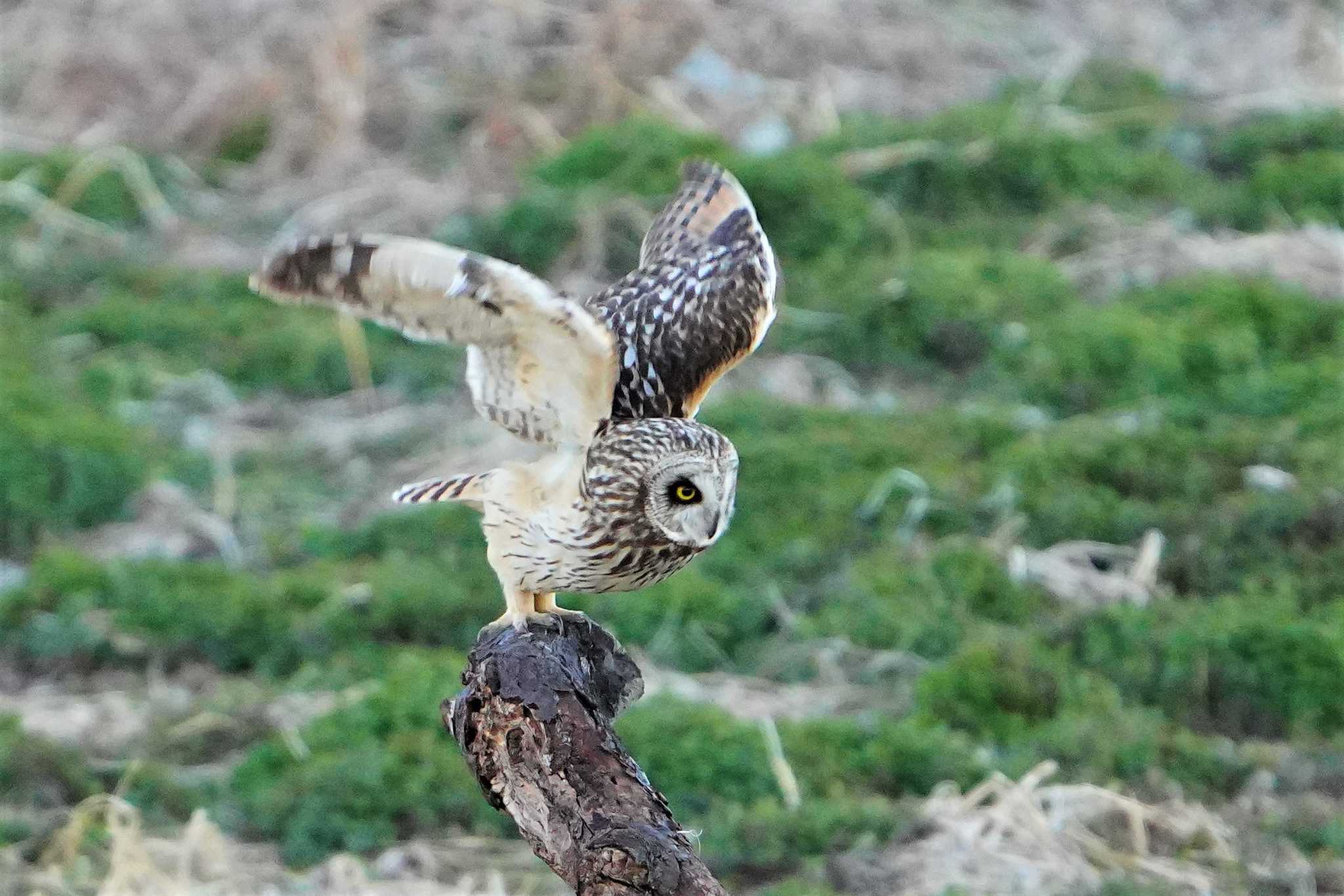 埼玉県熊谷市 コミミズクの写真