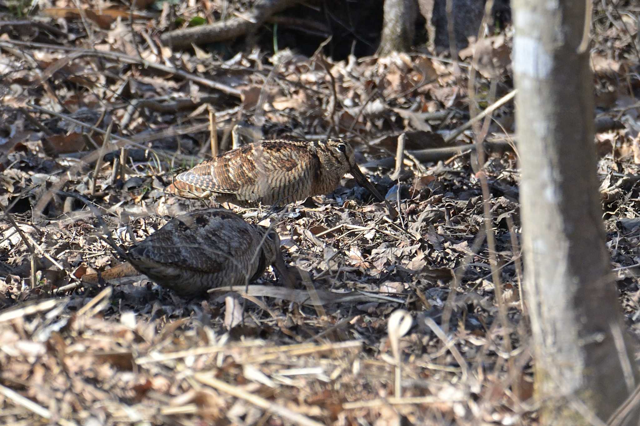 舞岡公園 ヤマシギの写真 by Tosh@Bird