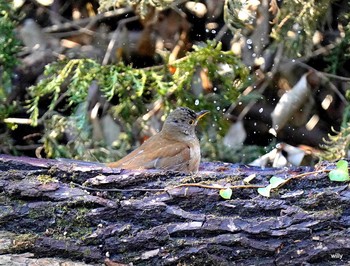 Pale Thrush 秋ヶ瀬 Sat, 2/6/2021