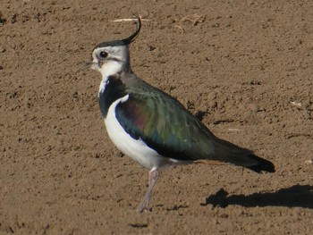 2021年2月19日(金) 平塚田んぼの野鳥観察記録