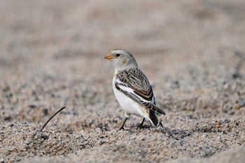 Snow Bunting Unknown Spots Sun, 2/7/2021