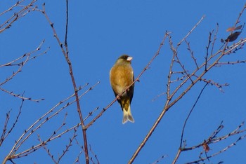 2021年2月19日(金) 東京都北区の野鳥観察記録