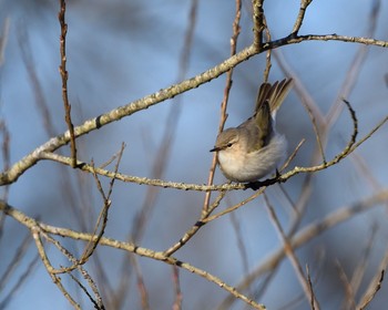 Common Chiffchaff Unknown Spots Sat, 1/7/2017