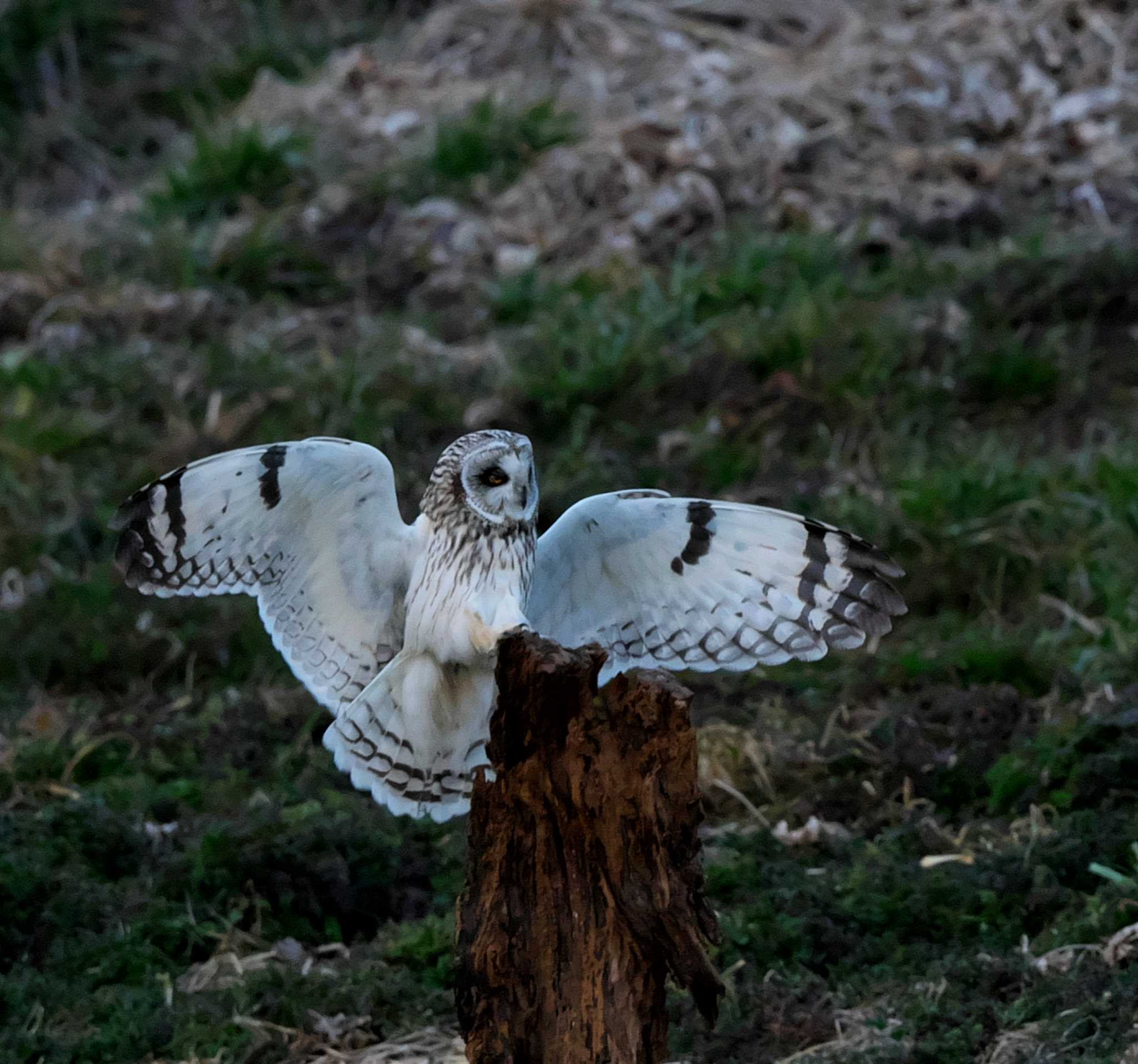 埼玉県熊谷市 コミミズクの写真 by アカウント3953