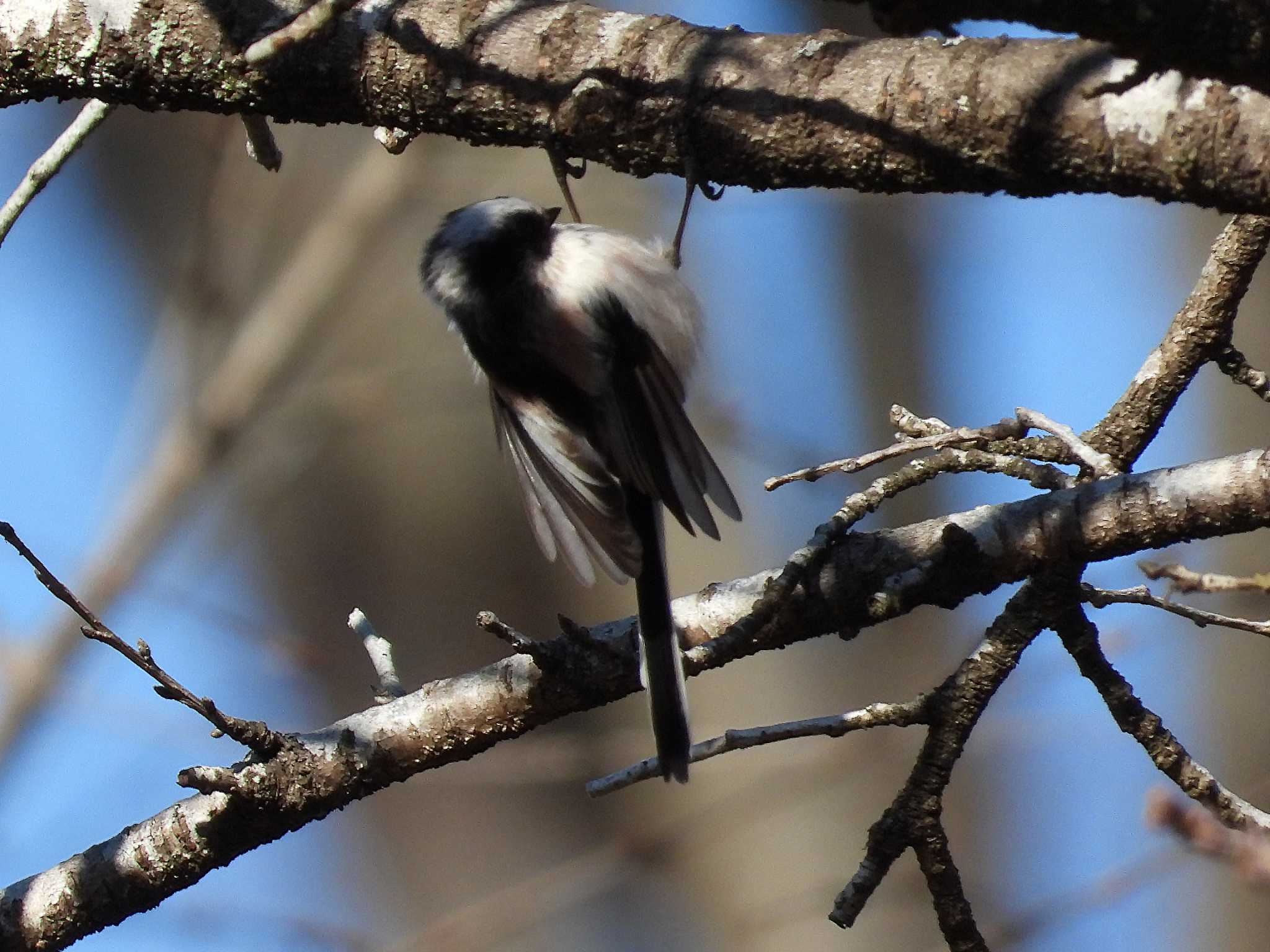 青葉山公園 エナガの写真