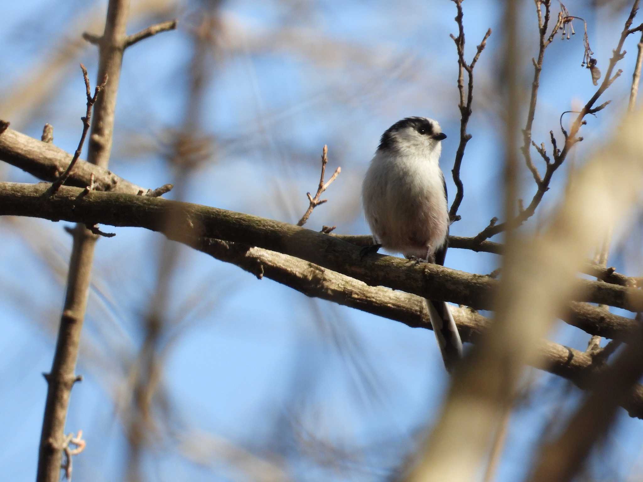 青葉山公園 エナガの写真