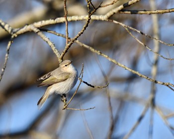 Common Chiffchaff Unknown Spots Sat, 1/7/2017