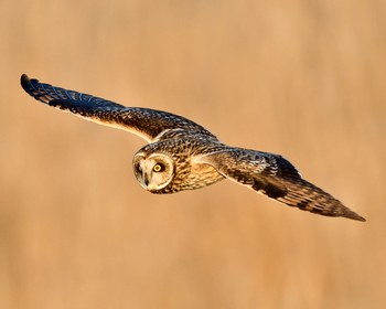 Short-eared Owl Unknown Spots Sat, 1/7/2017