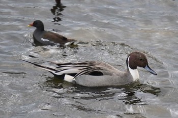 Northern Pintail なぎさの池 Mon, 2/15/2021