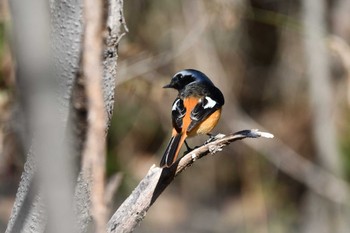 2021年2月18日(木) 大麻生野鳥の森公園の野鳥観察記録