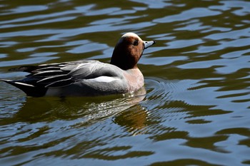 2021年2月18日(木) 武蔵丘陵森林公園の野鳥観察記録