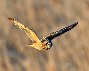 Short-eared Owl Unknown Spots Sat, 1/7/2017