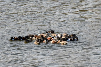 Northern Shoveler 武蔵丘陵森林公園 Thu, 2/18/2021