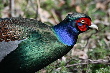 Green Pheasant Kitamoto Nature Observation Park Thu, 2/18/2021