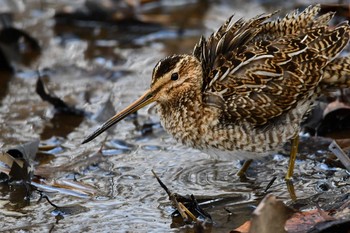 Common Snipe Kitamoto Nature Observation Park Thu, 2/18/2021