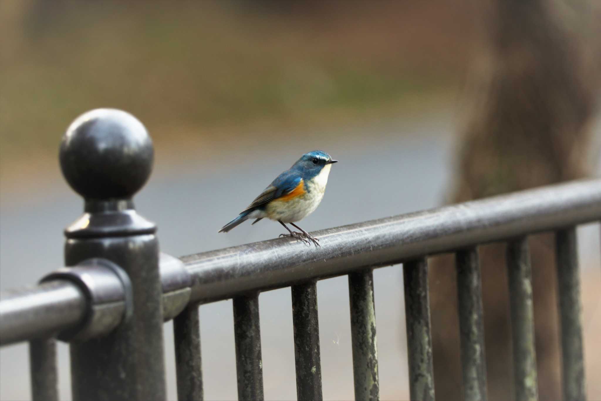 Photo of Red-flanked Bluetail at  by y. furuta