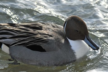 Northern Pintail 越辺川(埼玉県川島町) Thu, 2/18/2021