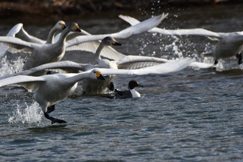 Tundra Swan 越辺川(埼玉県川島町) Thu, 2/18/2021