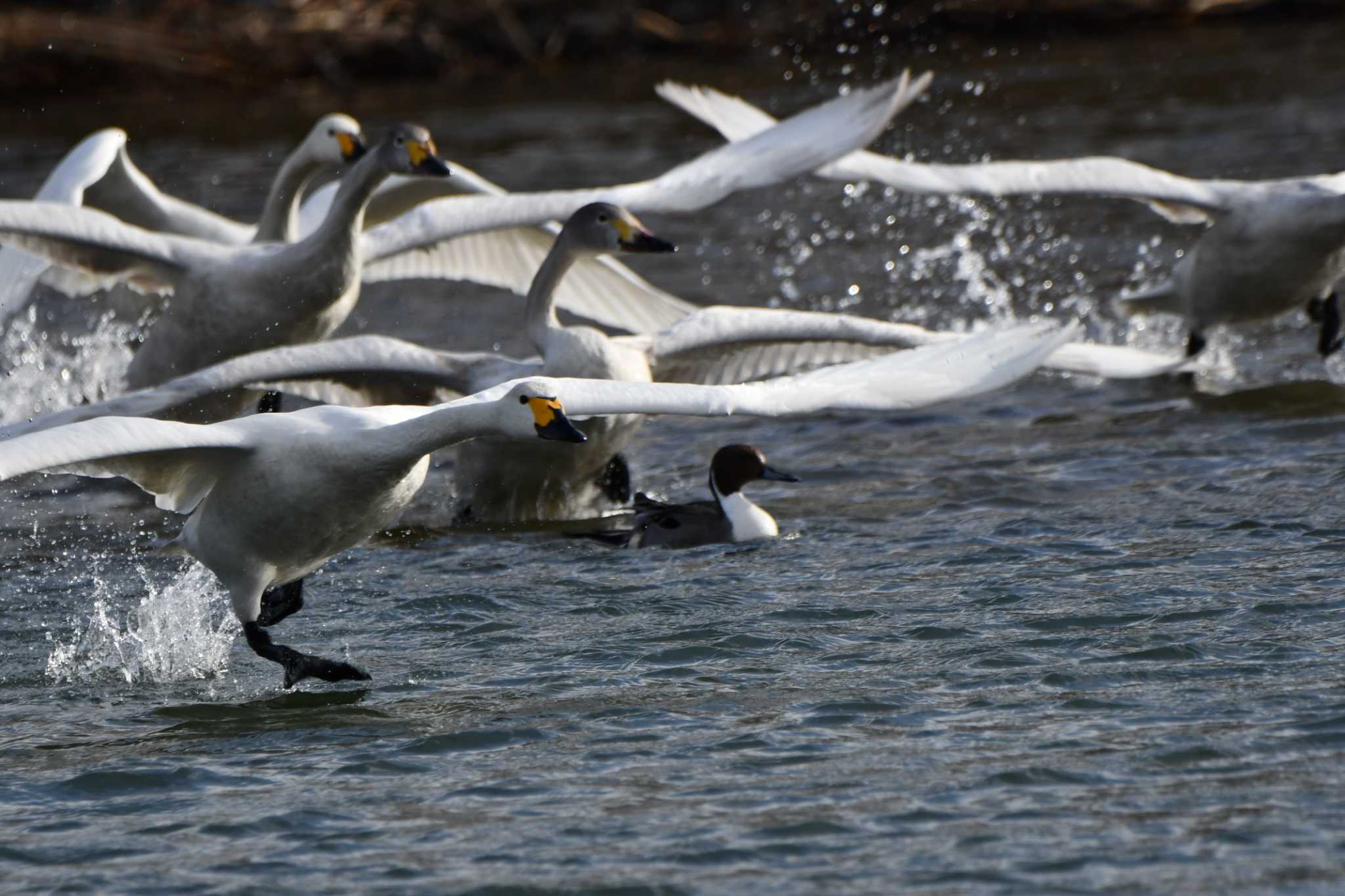 Tundra Swan