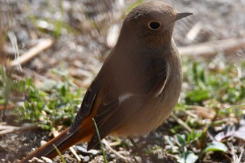 Daurian Redstart 越辺川(埼玉県川島町) Thu, 2/18/2021