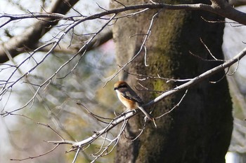 Bull-headed Shrike 彩湖 Sun, 2/7/2021