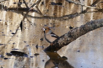 Hawfinch 彩湖 Sun, 2/7/2021