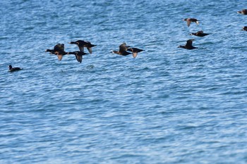 Black Scoter 七里ガ浜 Tue, 2/11/2020