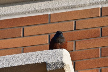 Blue Rock Thrush 七里ガ浜 Tue, 2/11/2020