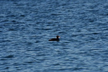 Surf Scoter 七里ガ浜 Tue, 2/11/2020