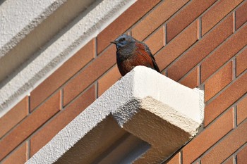 Blue Rock Thrush 七里ガ浜 Tue, 2/11/2020