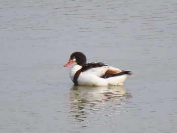 Common Shelduck 泉南市 Thu, 2/11/2021