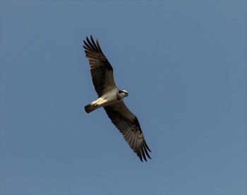 Osprey Unknown Spots Sat, 1/7/2017