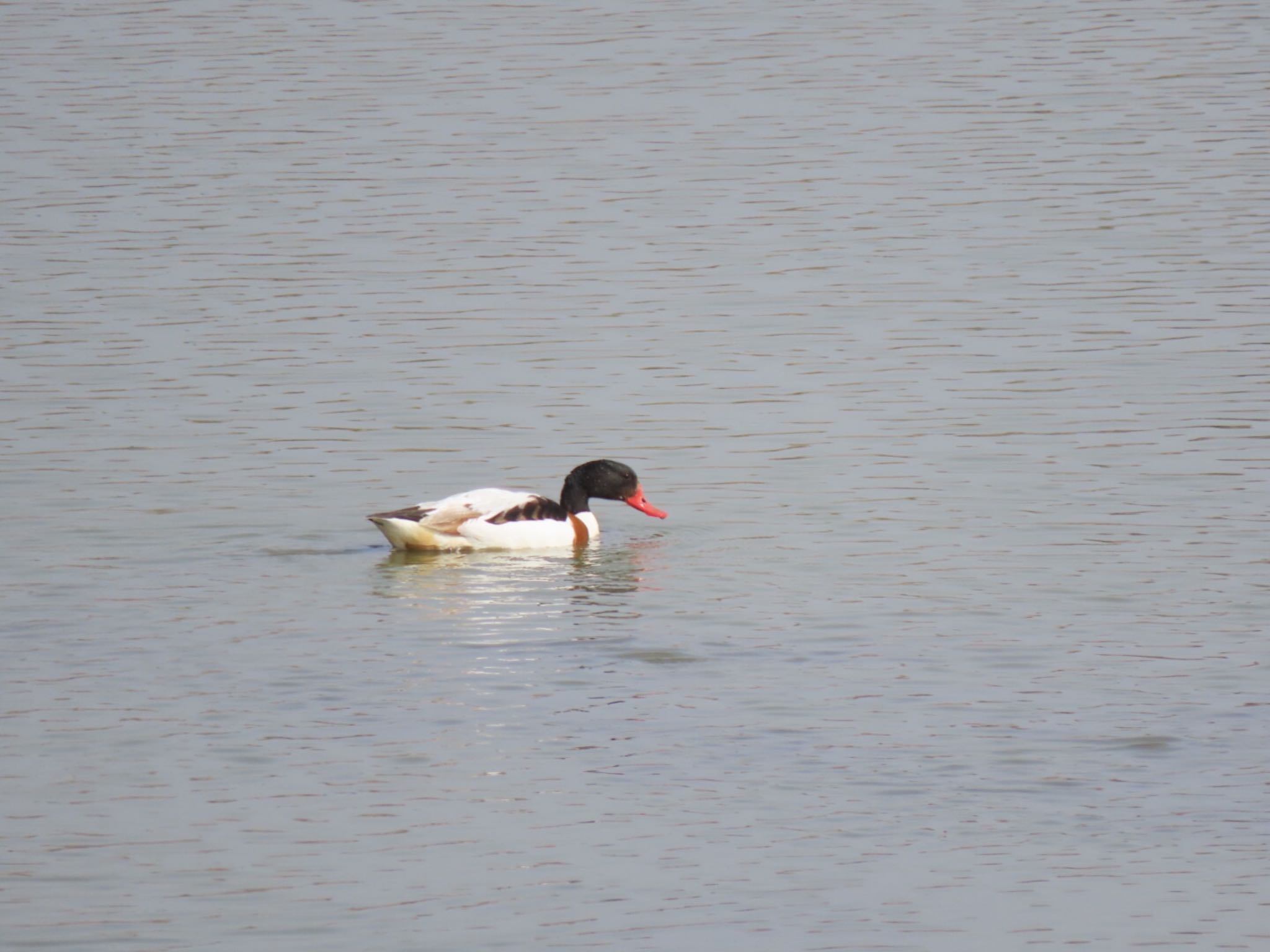 Photo of Common Shelduck at 泉南市 by くるみ