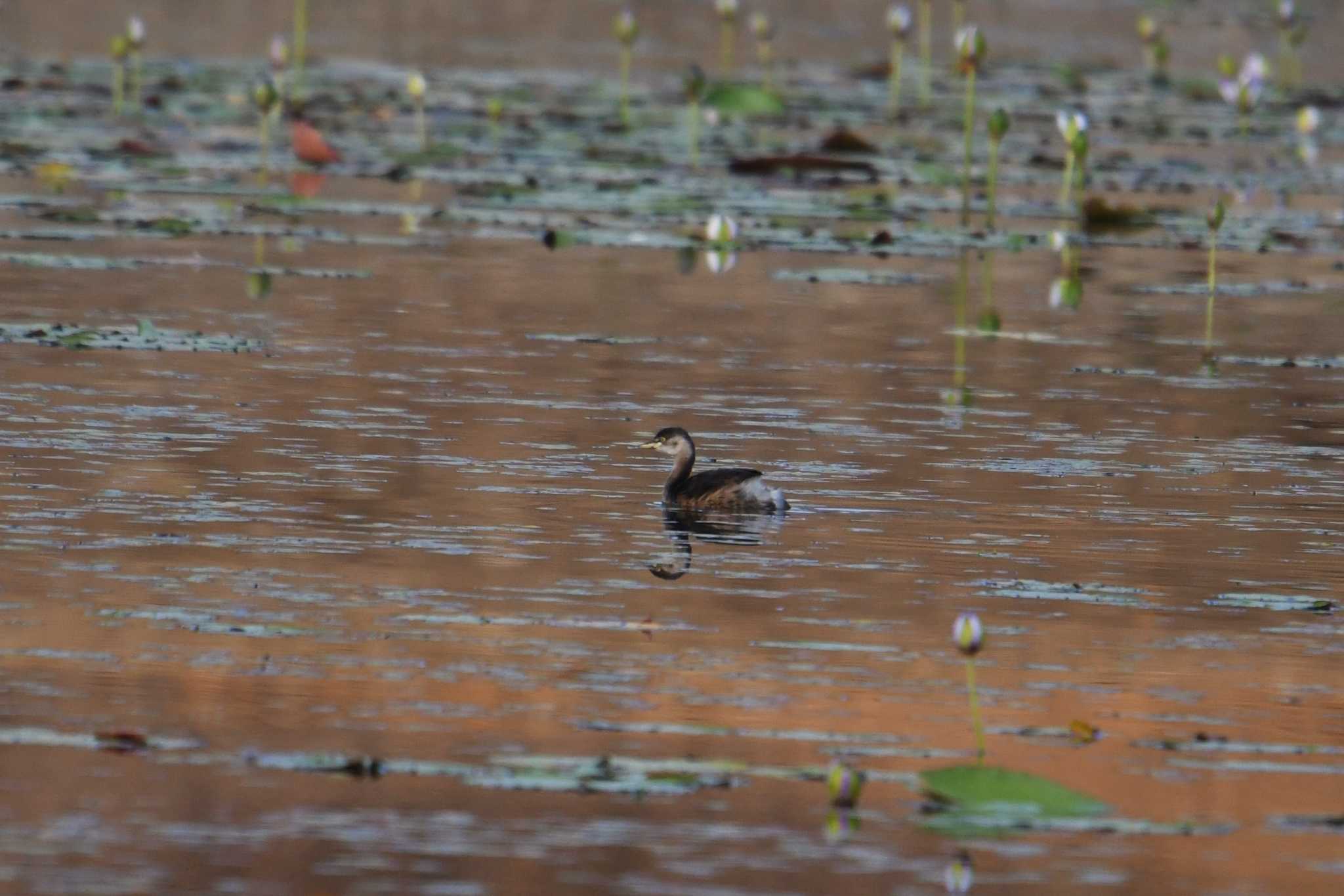 Australasian Grebe