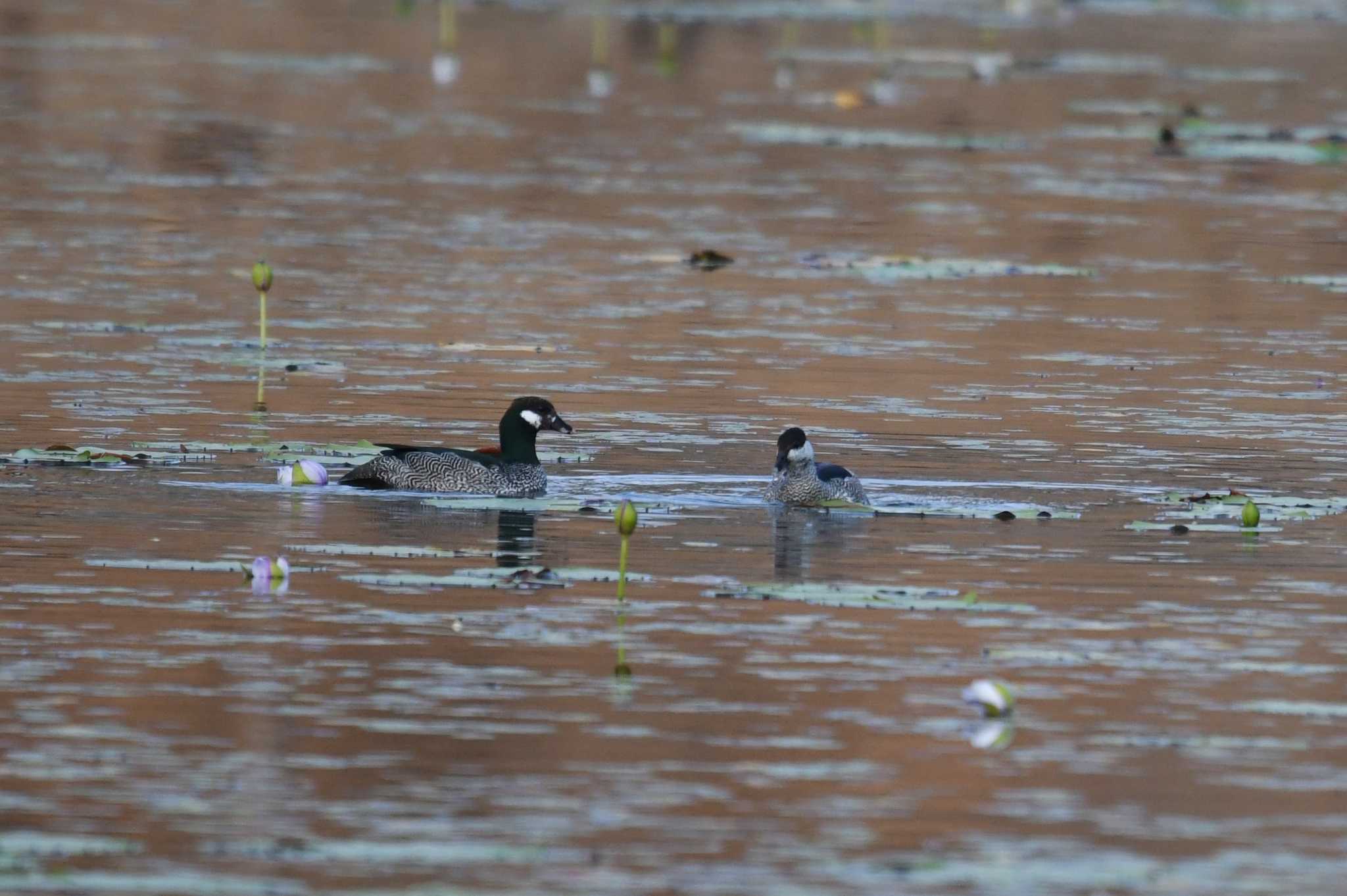 Green Pygmy Goose