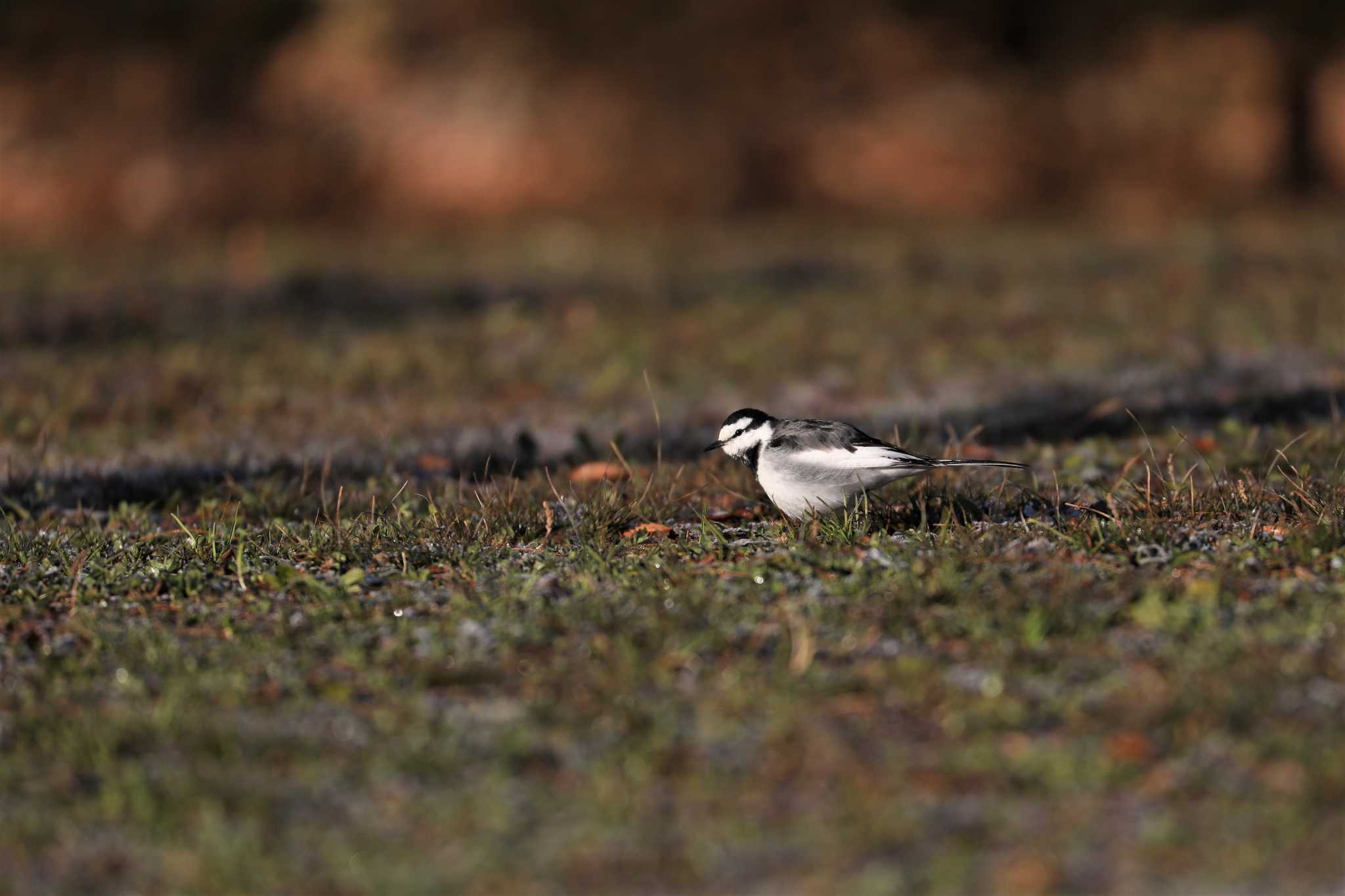 Photo of White Wagtail at  by y. furuta