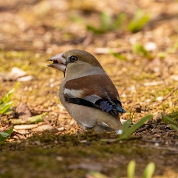 シメ 馬見丘陵公園 2021年2月11日(木)