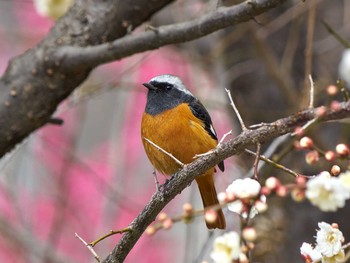 ジョウビタキ 東京都 2021年2月18日(木)