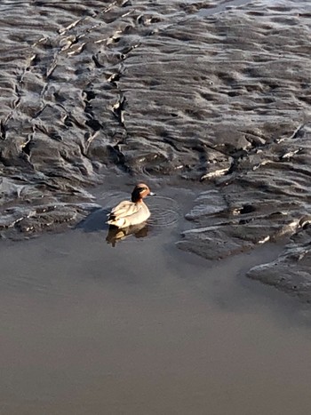 Eurasian Teal 大沼親水公園 Sat, 2/13/2021