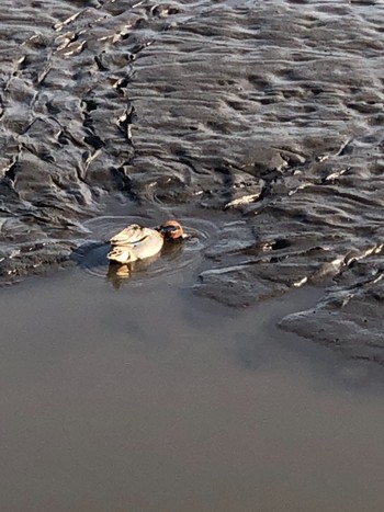 Eurasian Teal 大沼親水公園 Sat, 2/13/2021