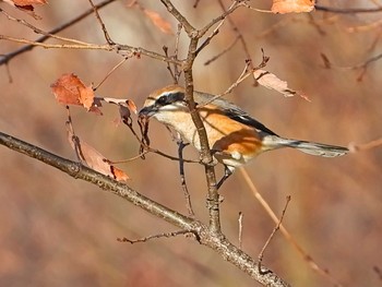 Bull-headed Shrike Shin-yokohama Park Tue, 2/16/2021